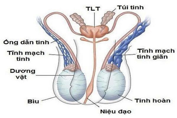 Tinh hoàn có chức năng quan trọng đối với sức khỏe sinh sản nam giới